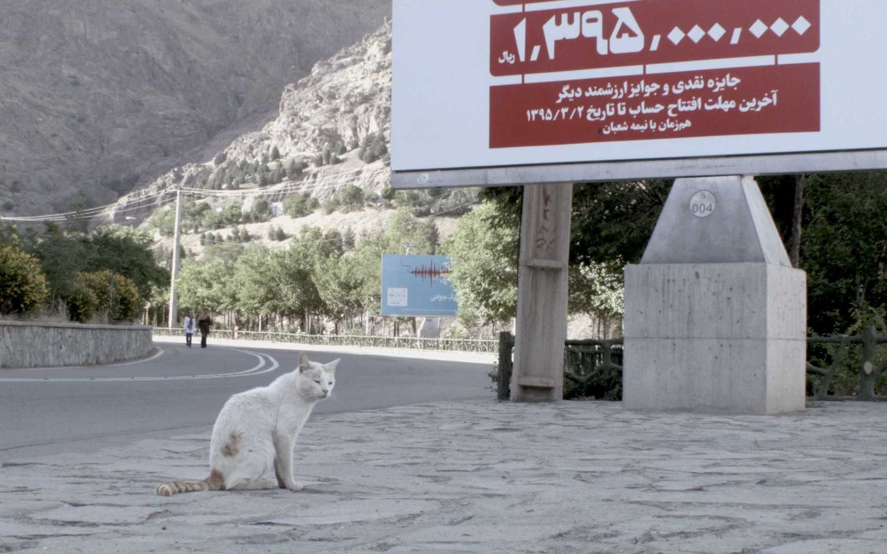 The Dog-Walker